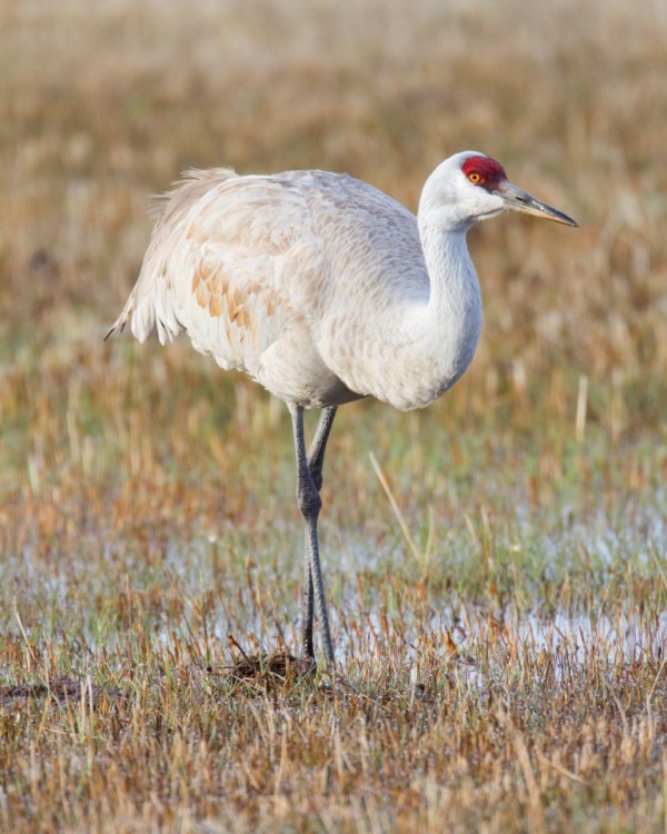 sandhill-crane543