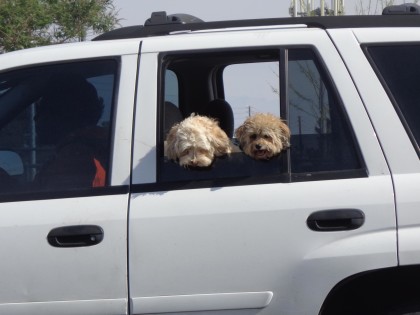 dogs in car