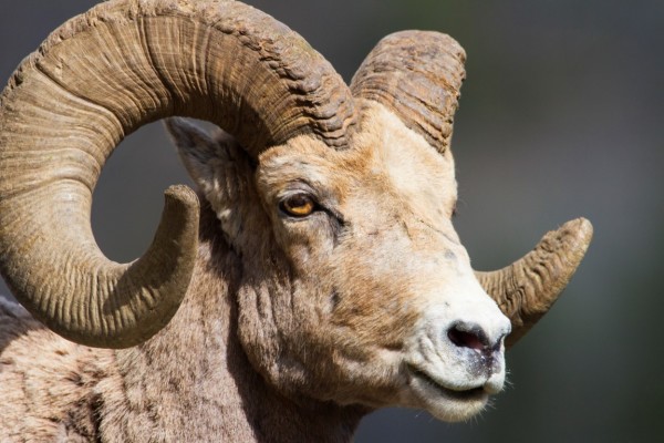 Bighorn Sheep photo by Dave Bogener