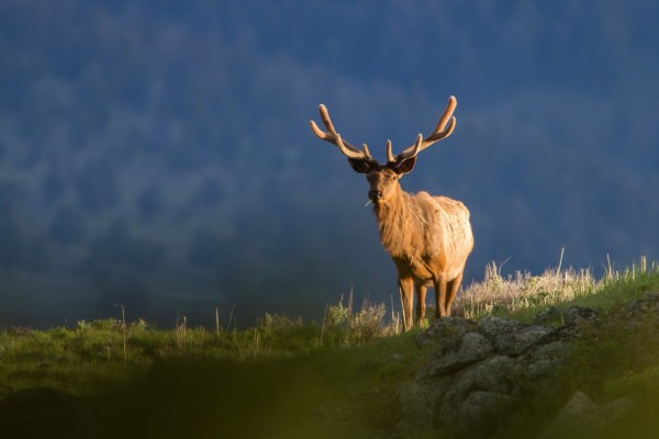 elk100
