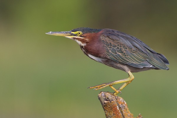 green-heron-297-1641