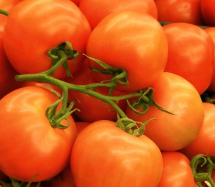 tomatoes