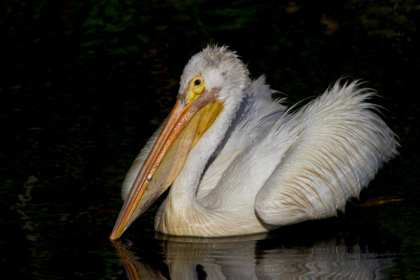 American-white-pelican122
