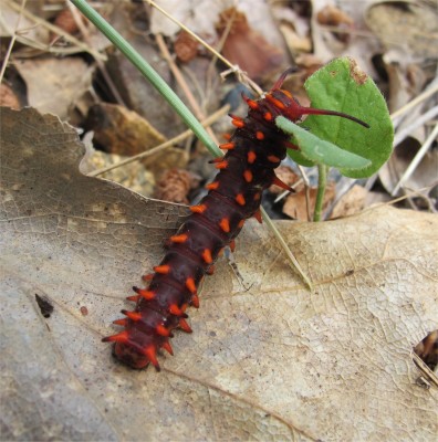 caterpillar