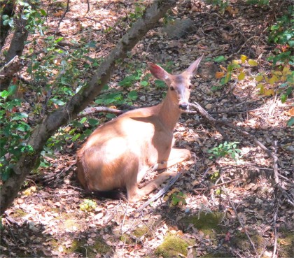 deer nap