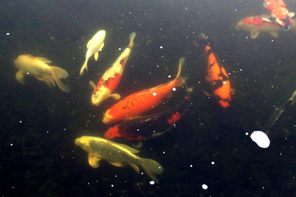 The closest I got to a live fish was the koi pond at the Best Western Bayshore Inn.