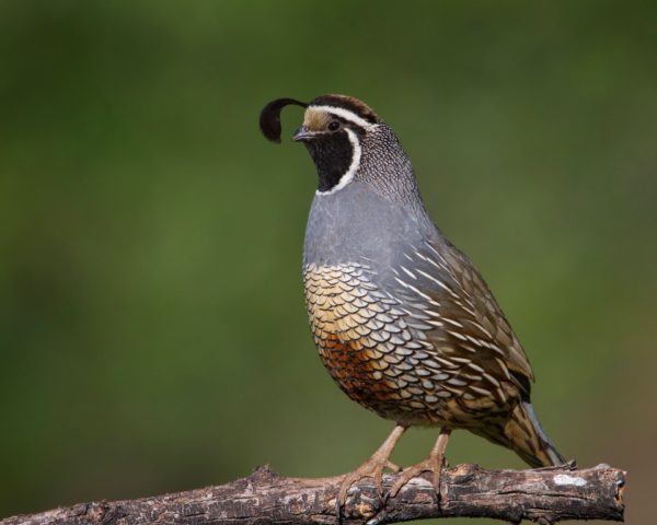 California-quail76