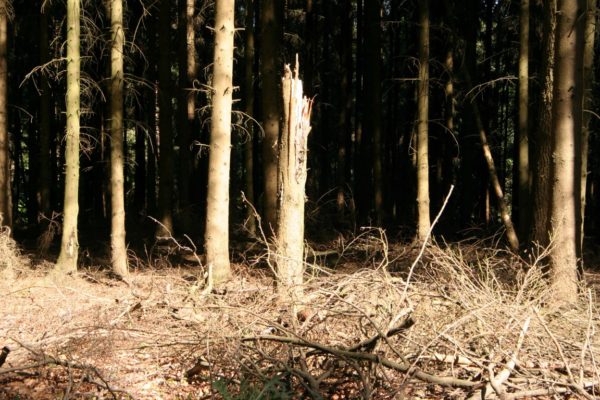 Dead forest morguefile