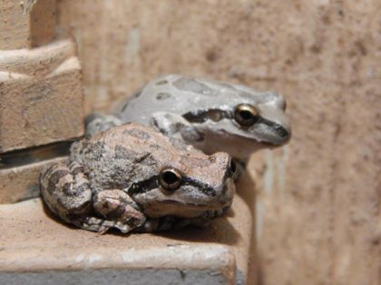 frog