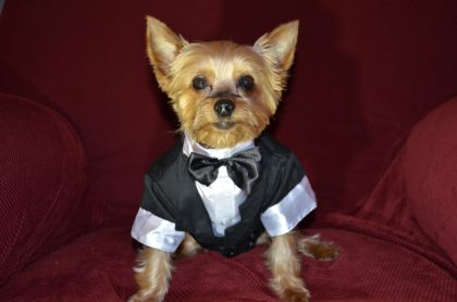 dog in tuxedo