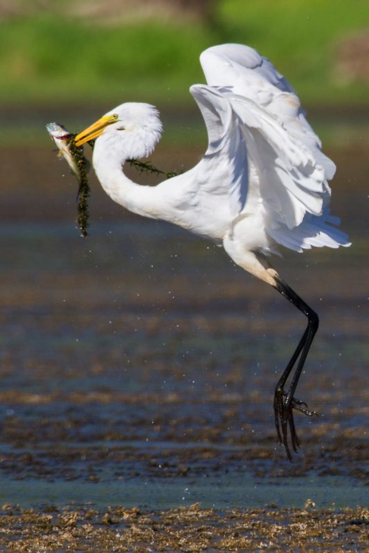 great-egret542