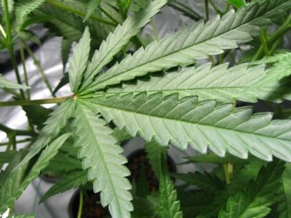 healthy-marijuana-leaf