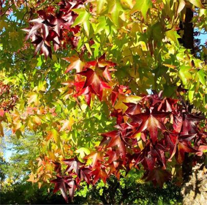 fall-color