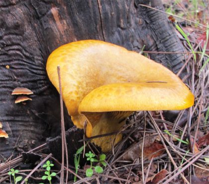 mushroom22