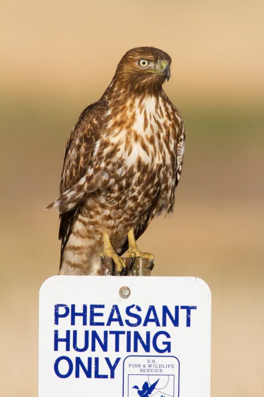 red-tailed-hawk84