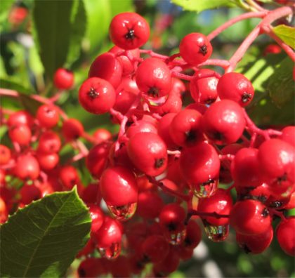 toyon2