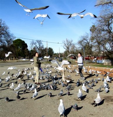 birds by river