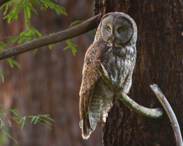 great-gray-owl7