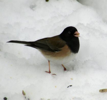 junco