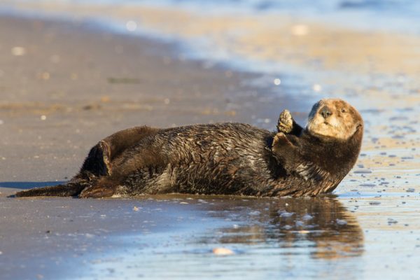 sea-otter24