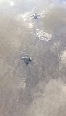 2Turtles