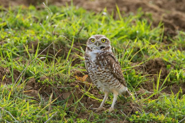 burrowing-owl89