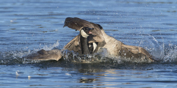 Canada-goose106