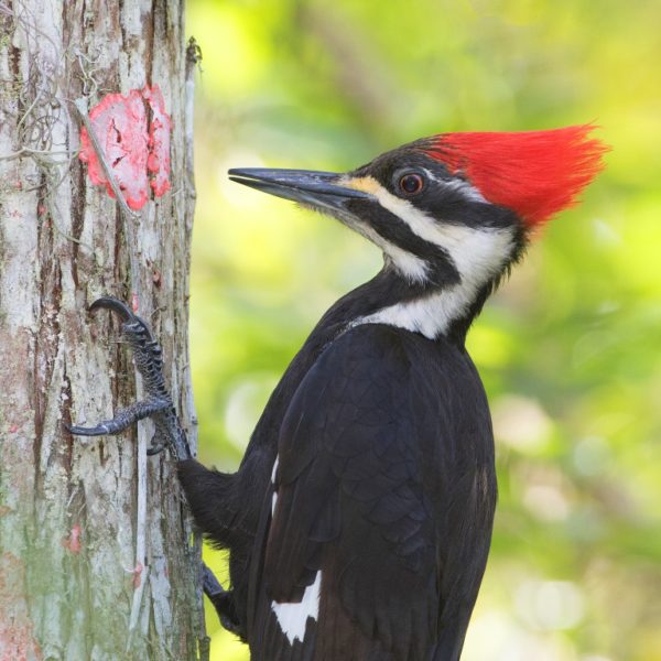 pileated-woodpecker12a
