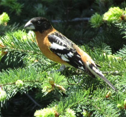 grossbeak