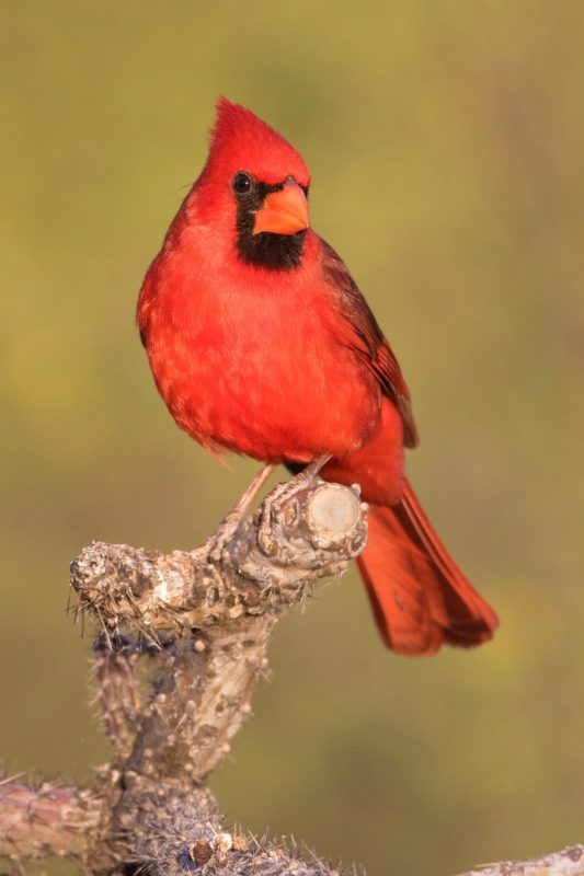 northern-cardinal68