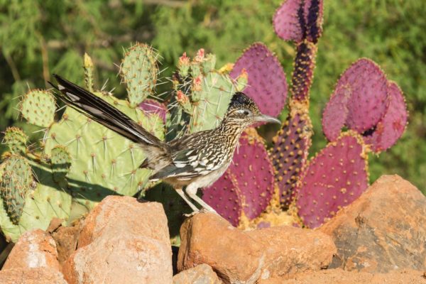 roadrunner67
