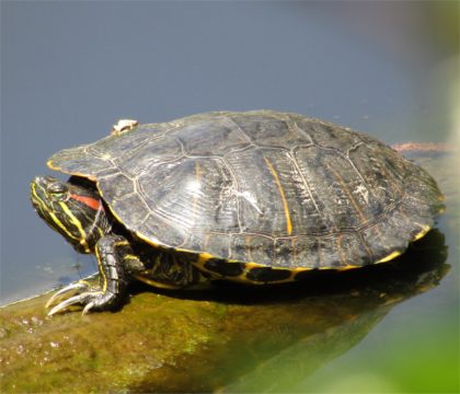 turtle