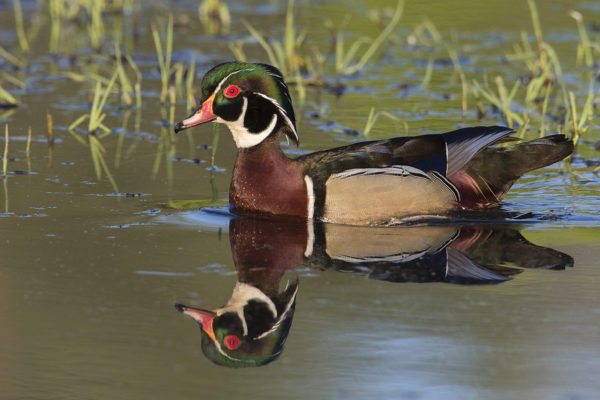wood-duck116