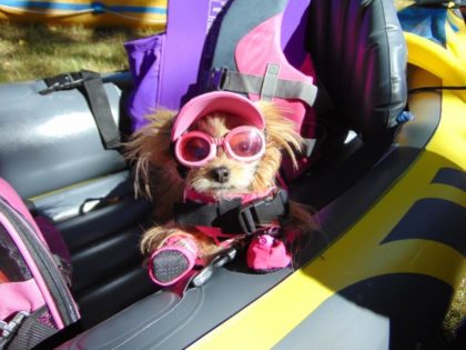 yorkie with doggles