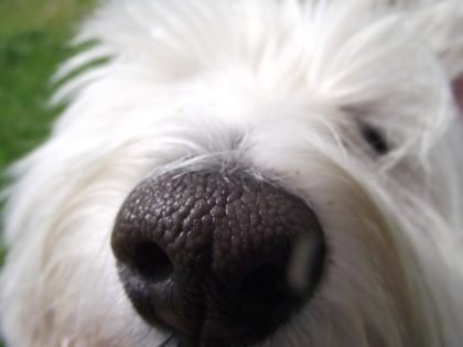 This dog.
