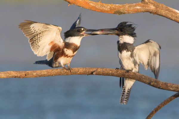 belted-kingfisher609