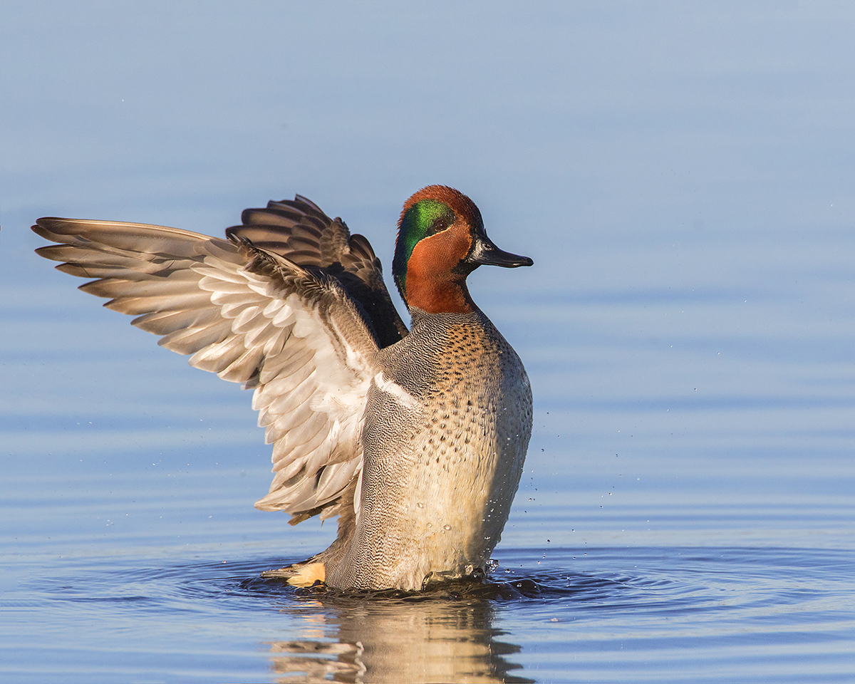 Green-Winged Teal – anewscafe.com