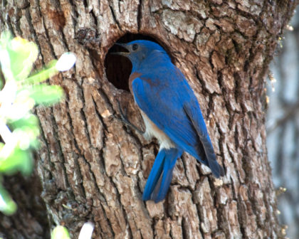 male bluebird