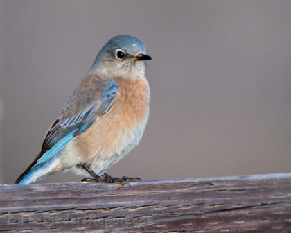 female bluebird