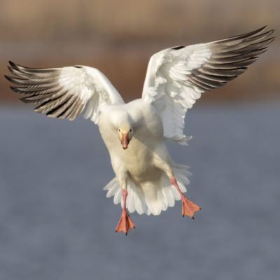 Snow Goose - Sacramento National Wildlife Refuge