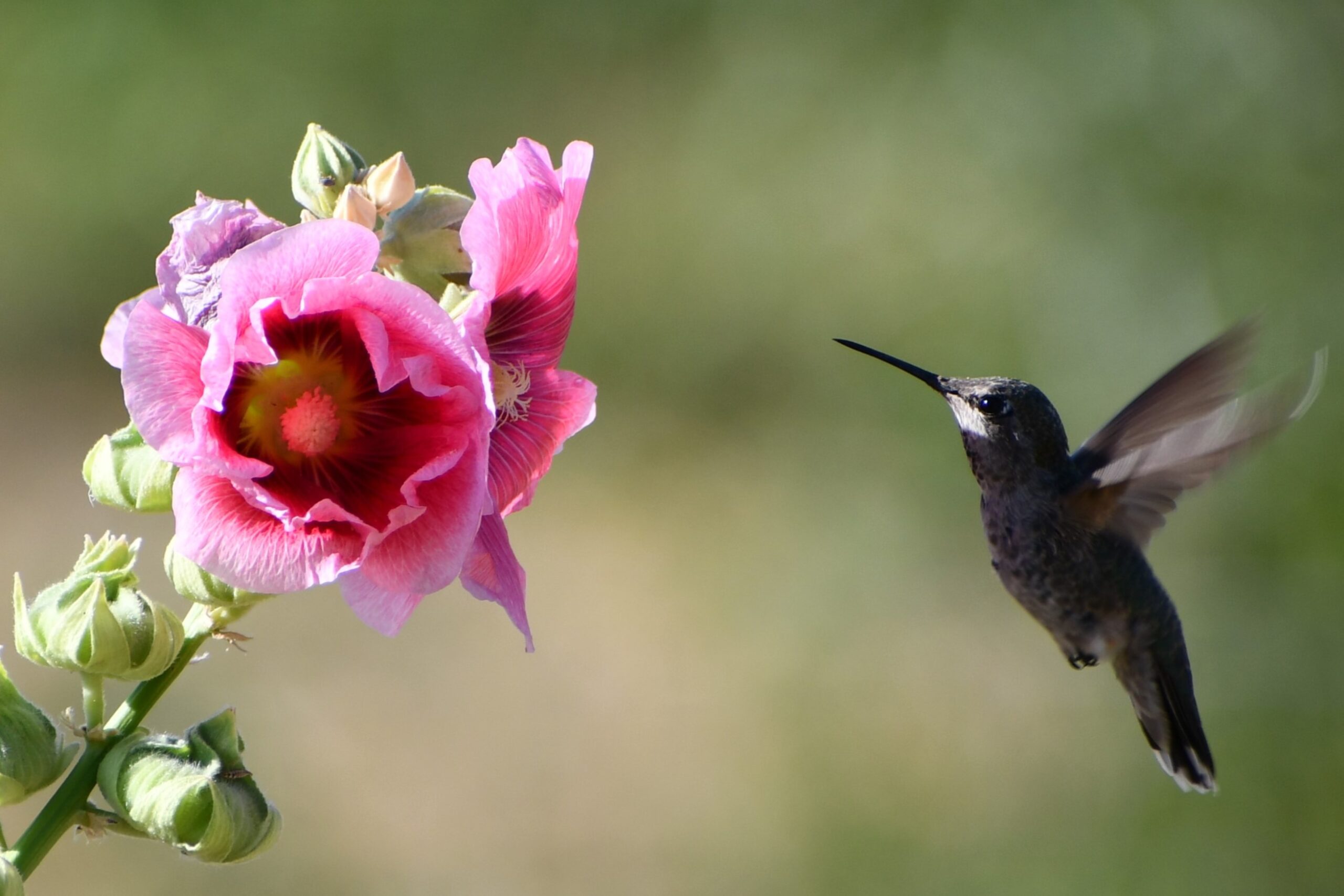 hollyhocks-and-hummer-anewscafe